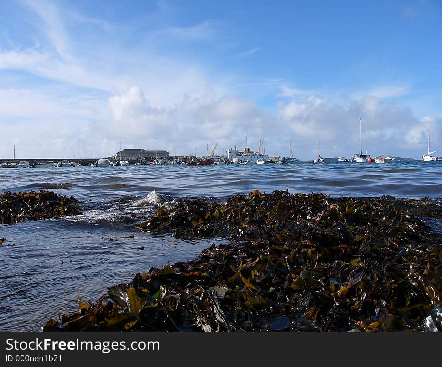 Habour with seaweed. Habour with seaweed