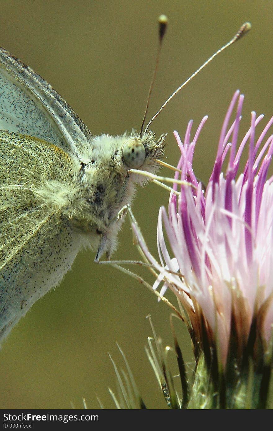 A White Cabbage Butterfly Feeding at a Thistle Plant. A White Cabbage Butterfly Feeding at a Thistle Plant.