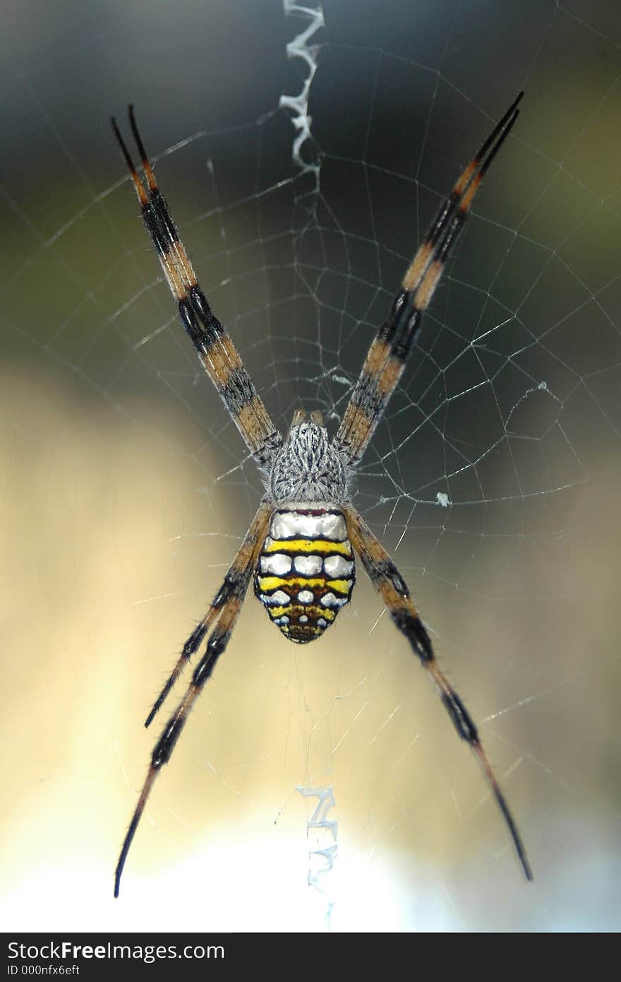 An orbe spider waiting for prey in middle of its webb. An orbe spider waiting for prey in middle of its webb.