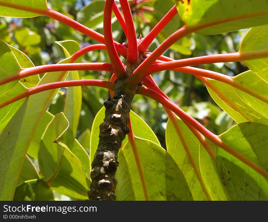 Details of a n interesting plant-good colors abstract. Details of a n interesting plant-good colors abstract