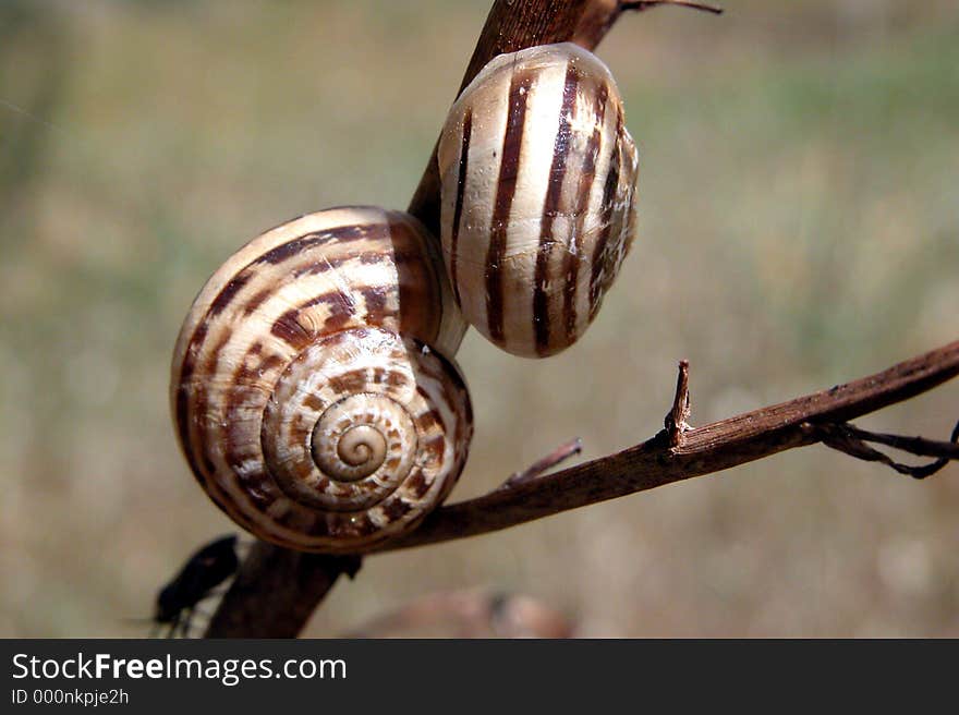 Snail