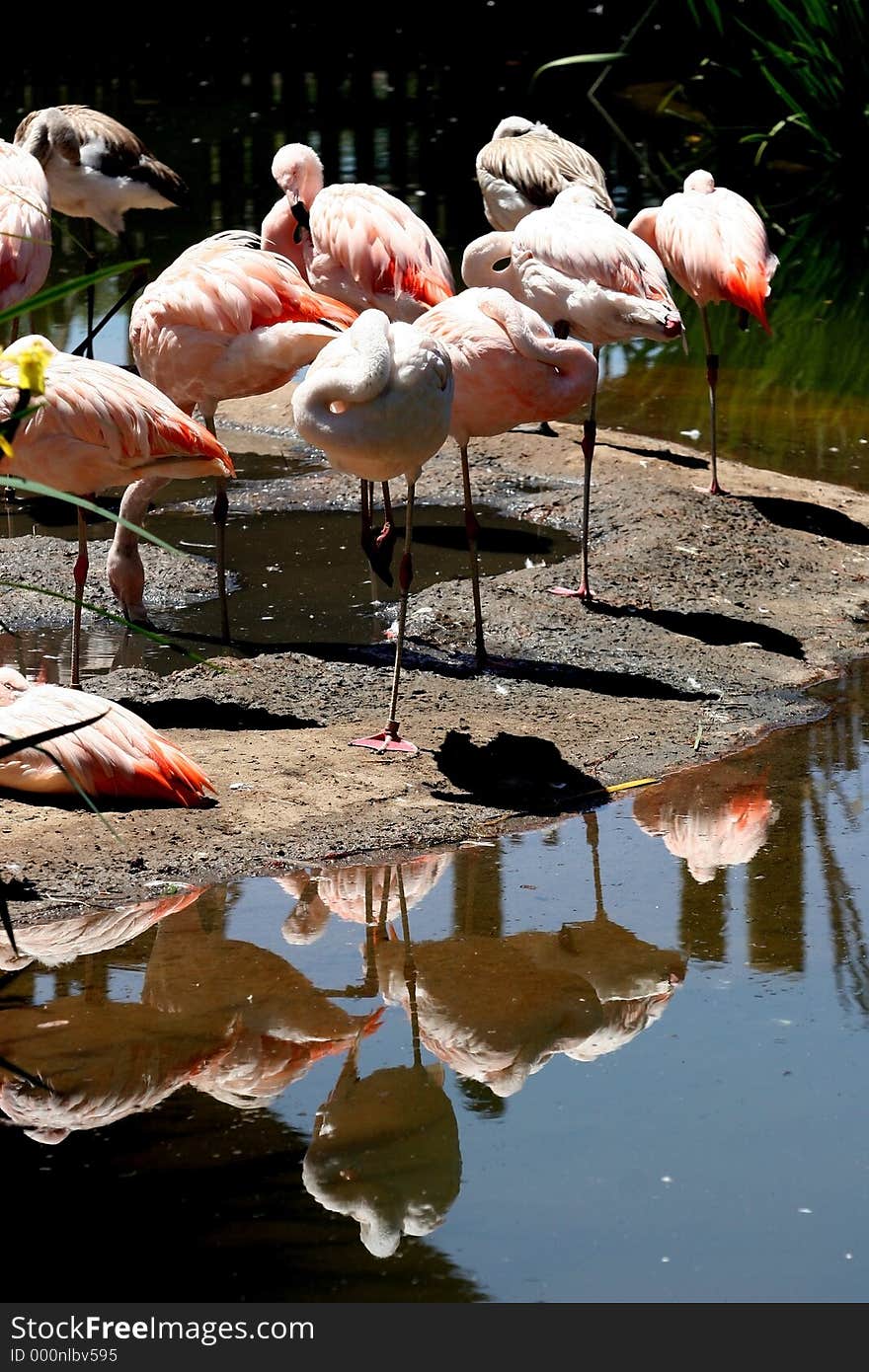 Pink flamingo with reflections. Pink flamingo with reflections