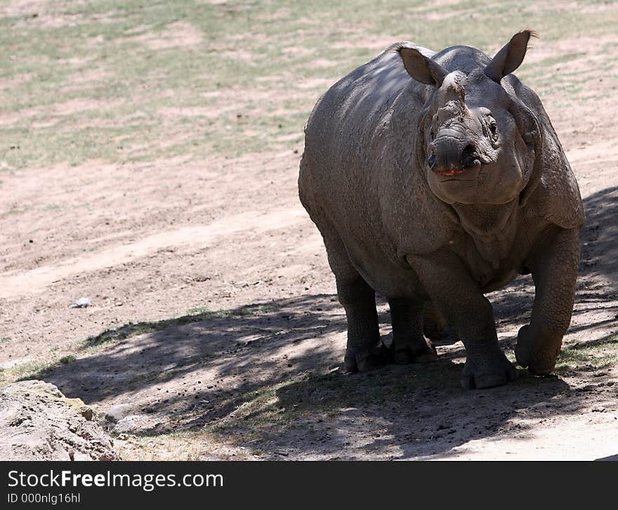 Rhino hiding in a shade