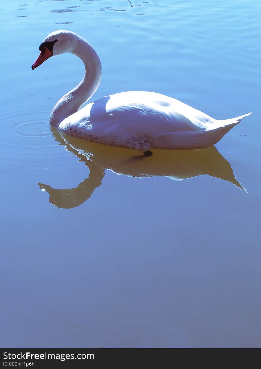 Graceful swan reflected in the water
