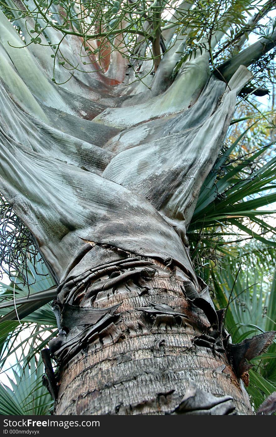 Looking up at a Triangle Palm