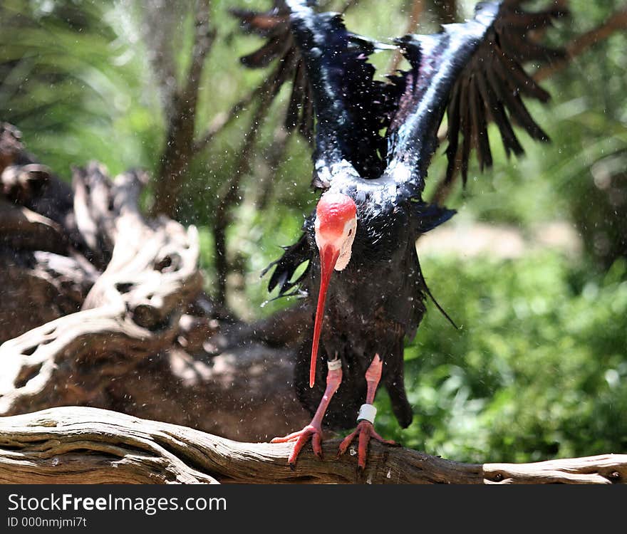 Northern bald ibis (Geronticus eremita) has undergone a long-term decline over the centuries and is today Critically Endangered