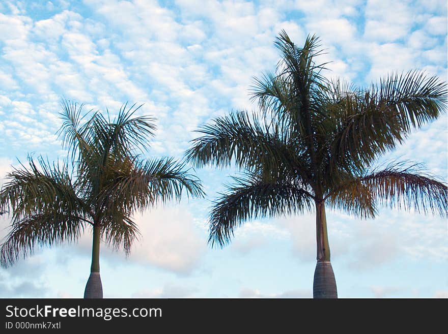 Backlight palms and sky. Backlight palms and sky