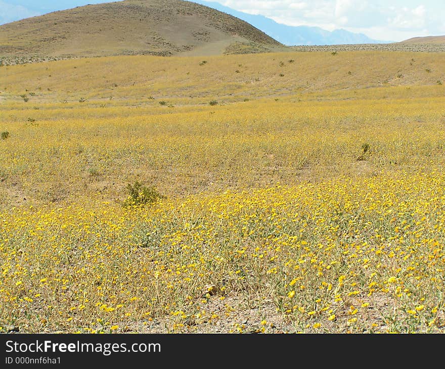 The wild flowers in the Death Valley that are very rarely there. This view is possible once per 100 years. The wild flowers in the Death Valley that are very rarely there. This view is possible once per 100 years.