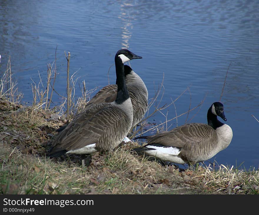 Three Geese look out towards the center of the Nashawannuck Pond in early spring, Easthampton, Massachusetts. Three Geese look out towards the center of the Nashawannuck Pond in early spring, Easthampton, Massachusetts