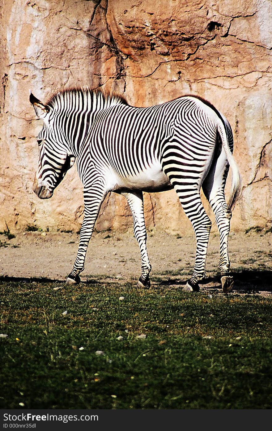 Zebra stripes