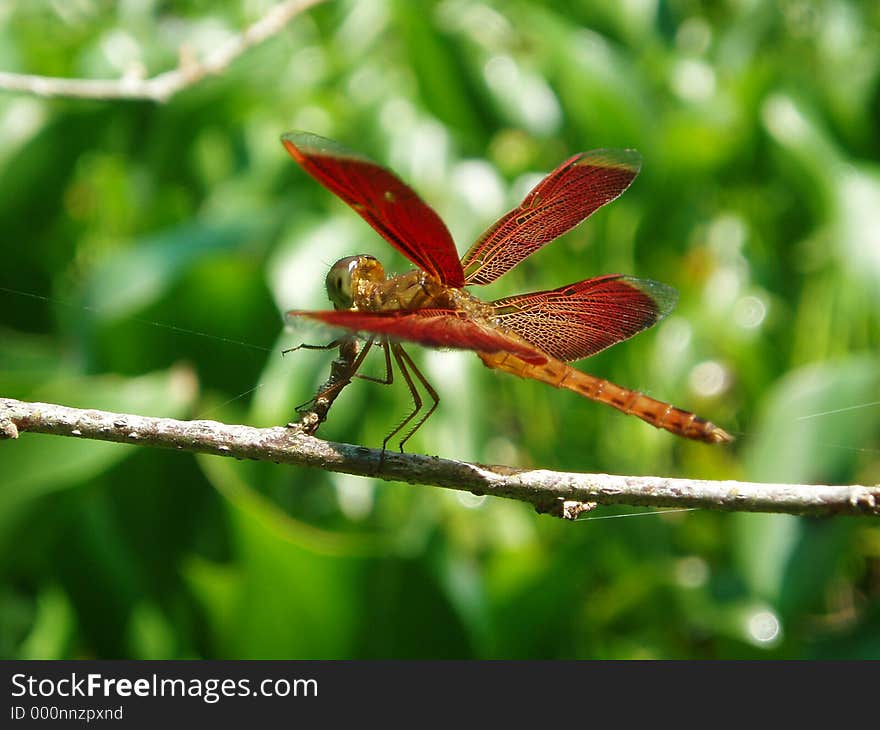 Photo of dragonfly