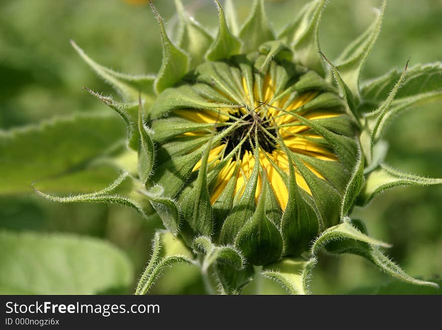 Sunflower bud