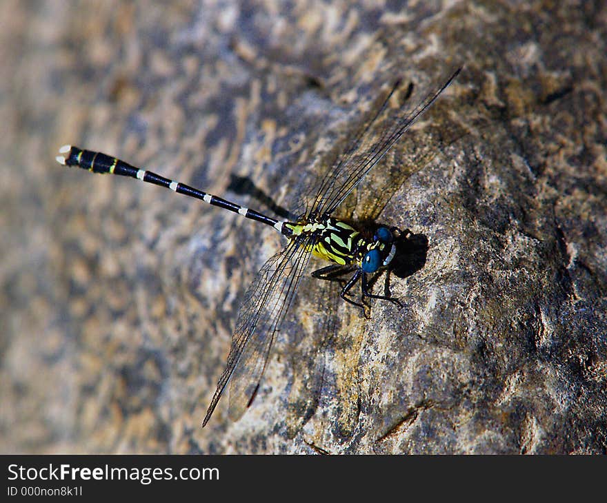 Dragonfly