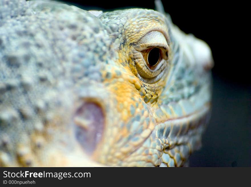 Iguana Eye