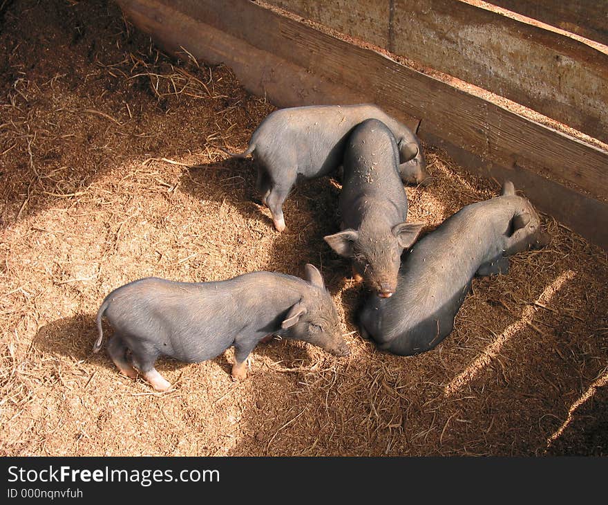 Piglets