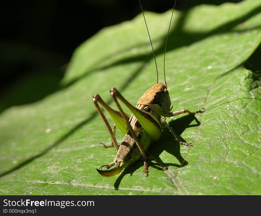 Green grasshoper. Green grasshoper