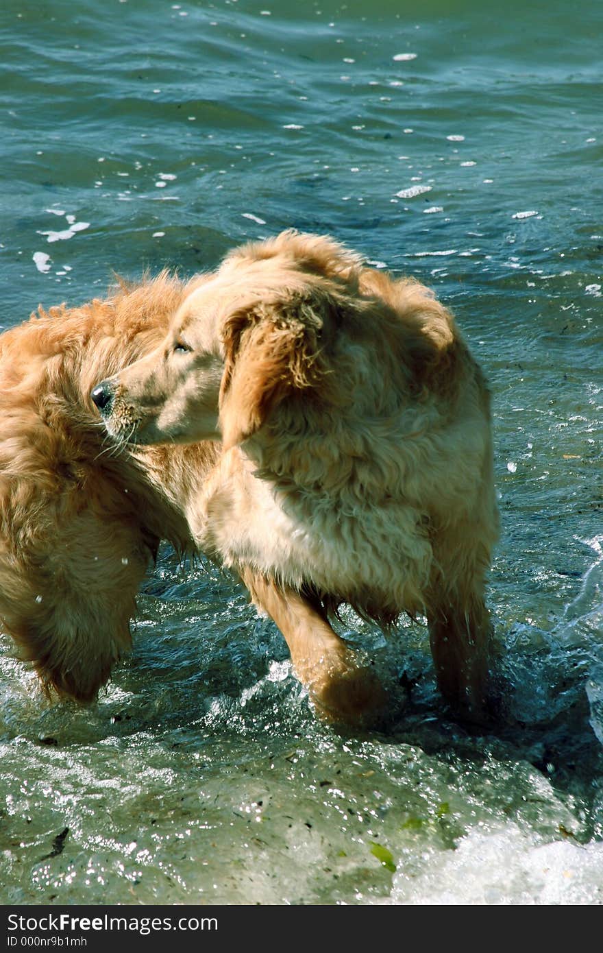 Dog wading through the waves on a sunny day. Dog wading through the waves on a sunny day