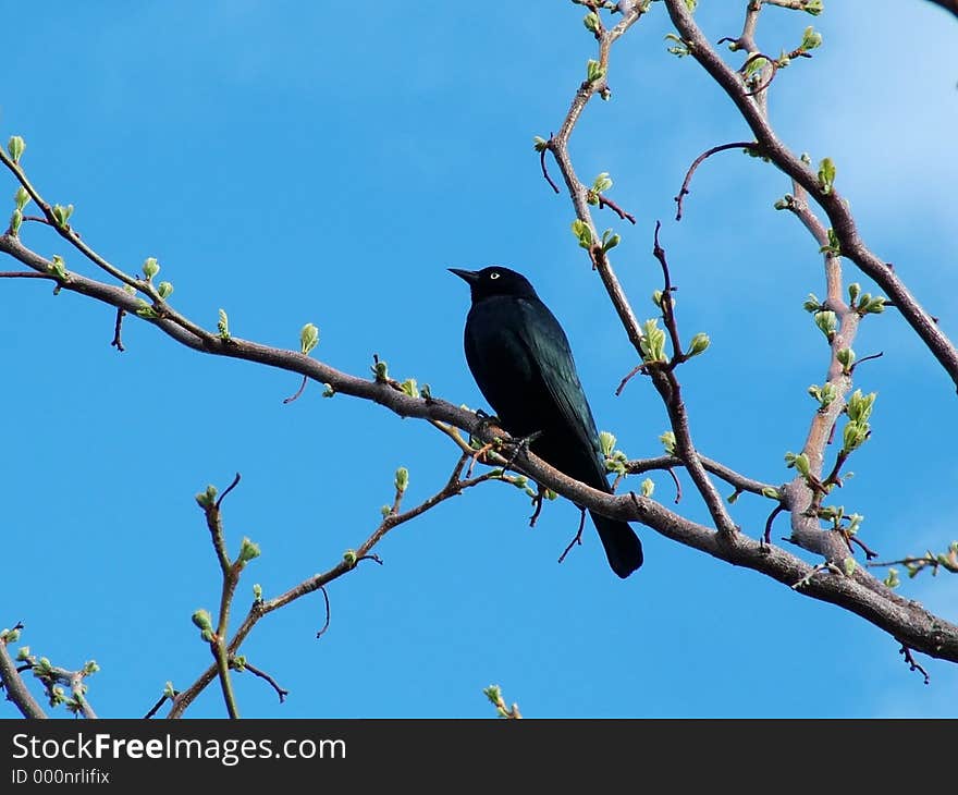 Black bird in newly buddiing tree - early Springtime