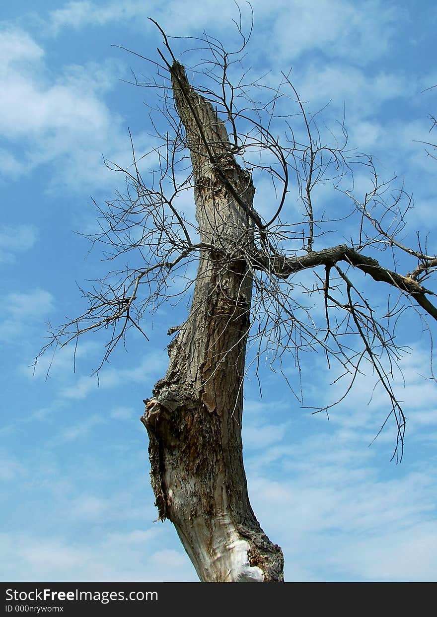 Spooky tree in daylight