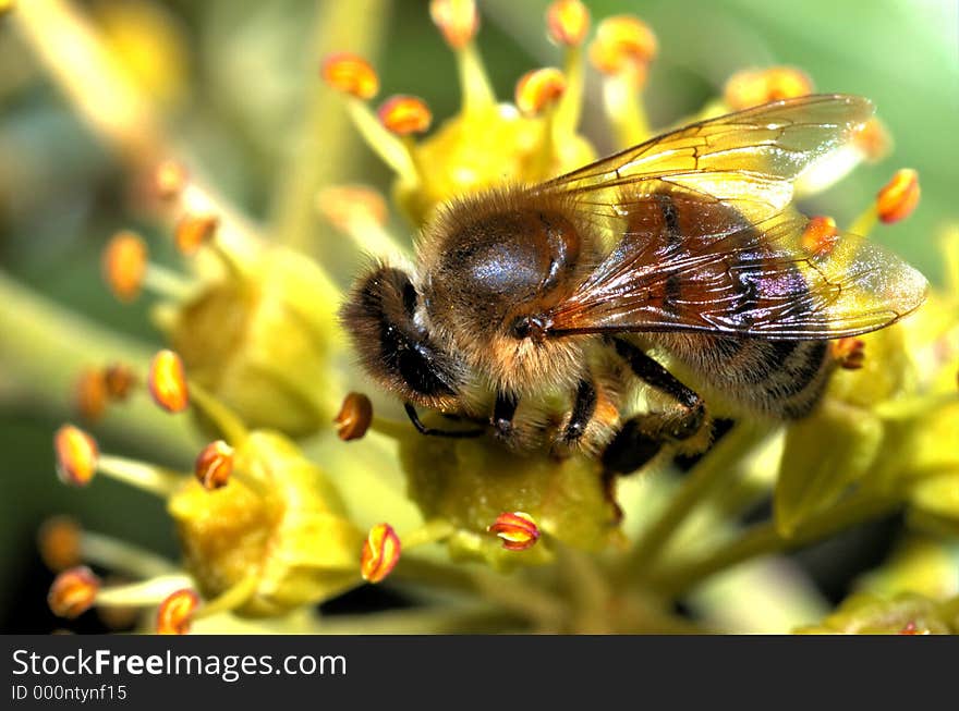 Bee on a flower