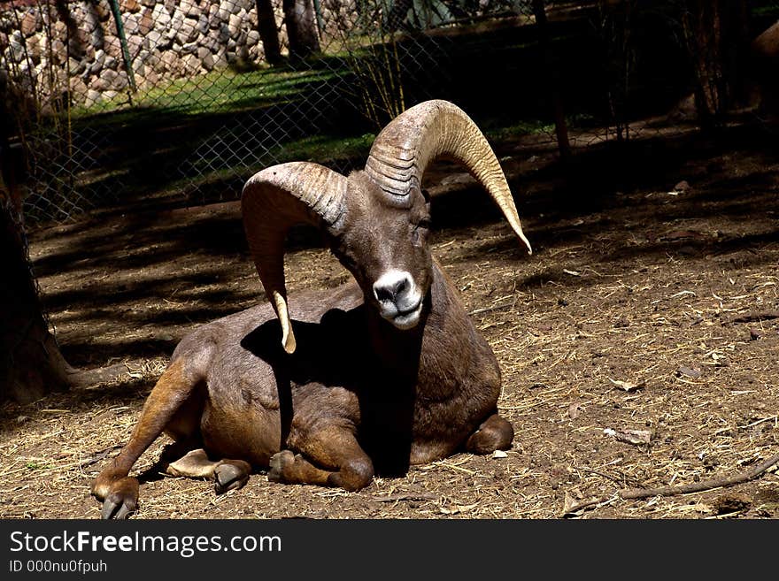 Lamb Muflon from Zooleon Mexico