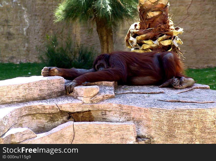 Lazy Orangutan