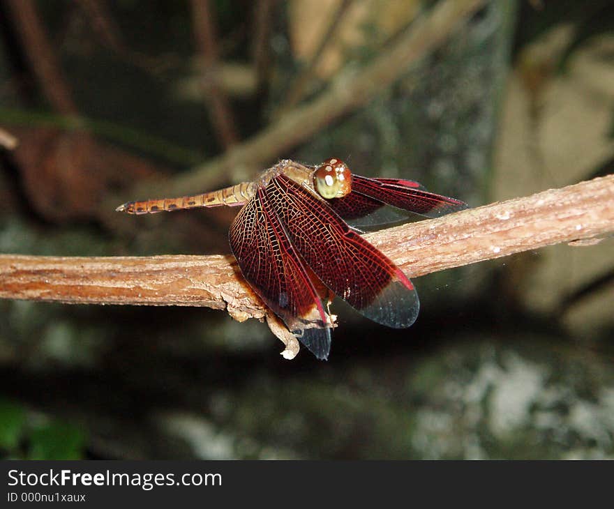 Photo of dragonfly