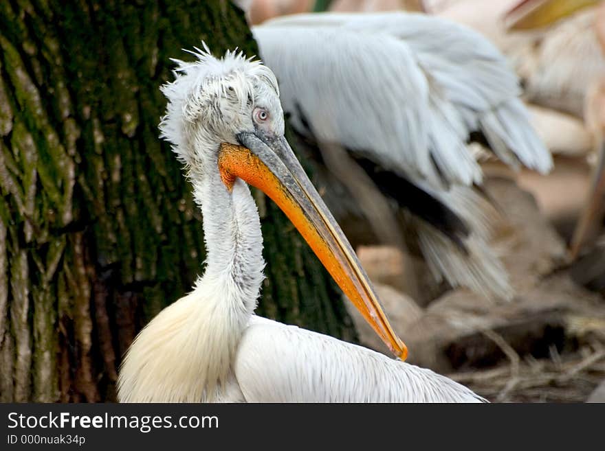 Pelican