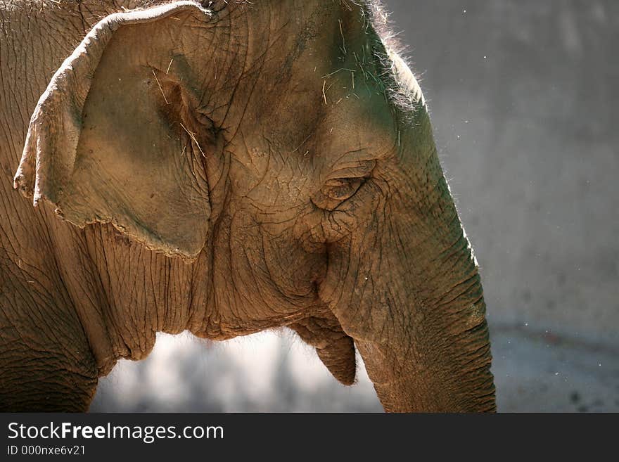 Elephant head