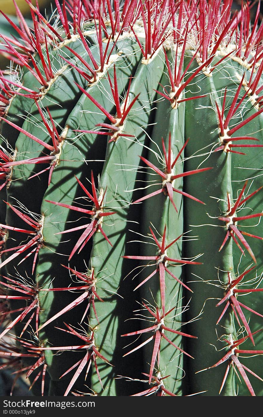 Large cactus in full bloom. Large cactus in full bloom