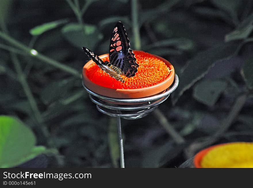 Butterfly feeding