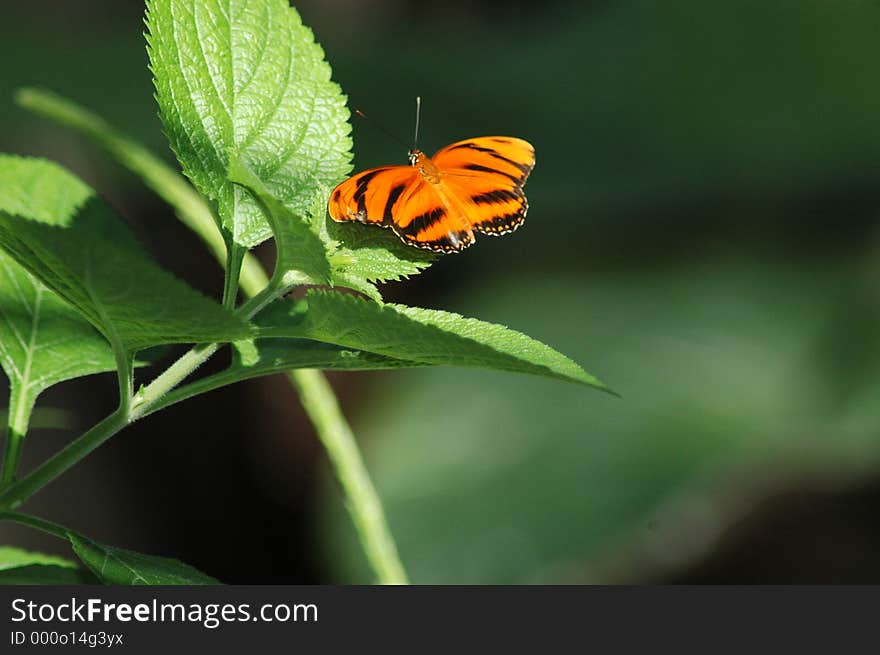 Perched orange butterfly