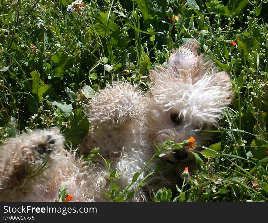 My dog poochy playing in green grass