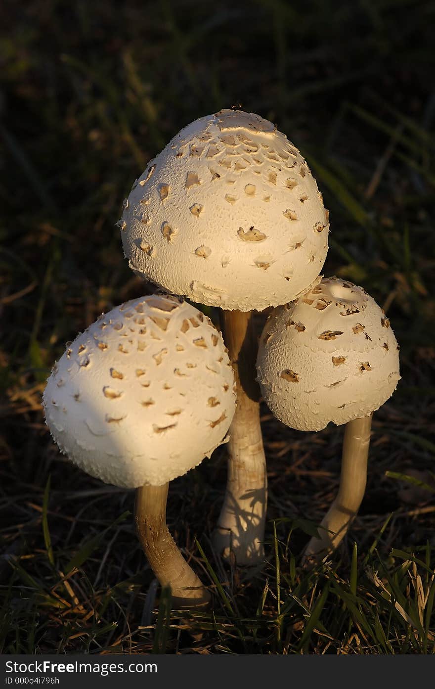 Three Mushrooms