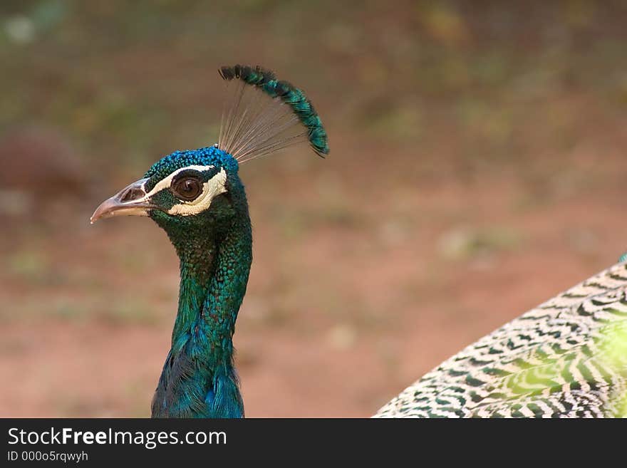 Peacock neck