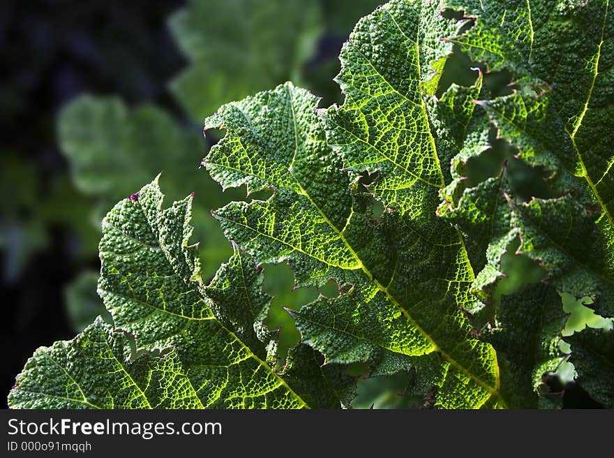 Gunnera Leaves