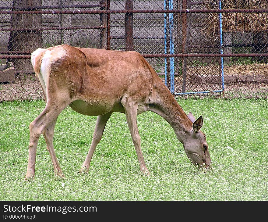 Deer on grass