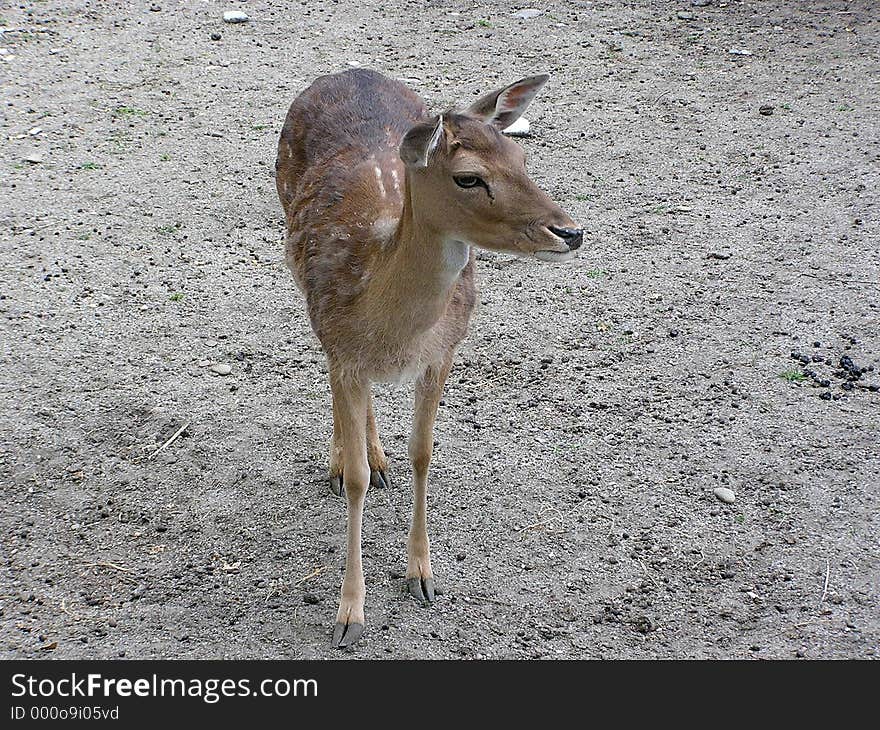 Deer