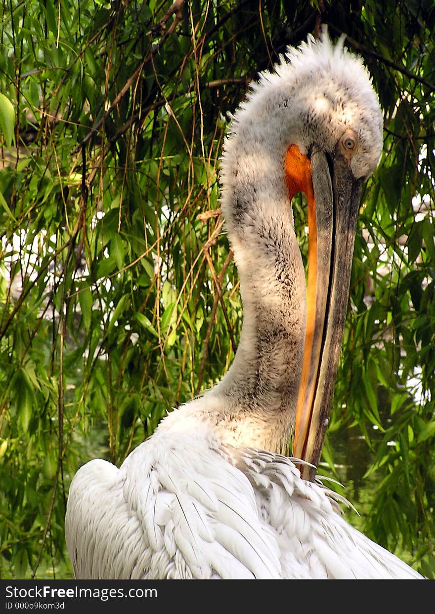 White Pelican