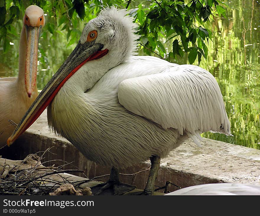 Pelicans