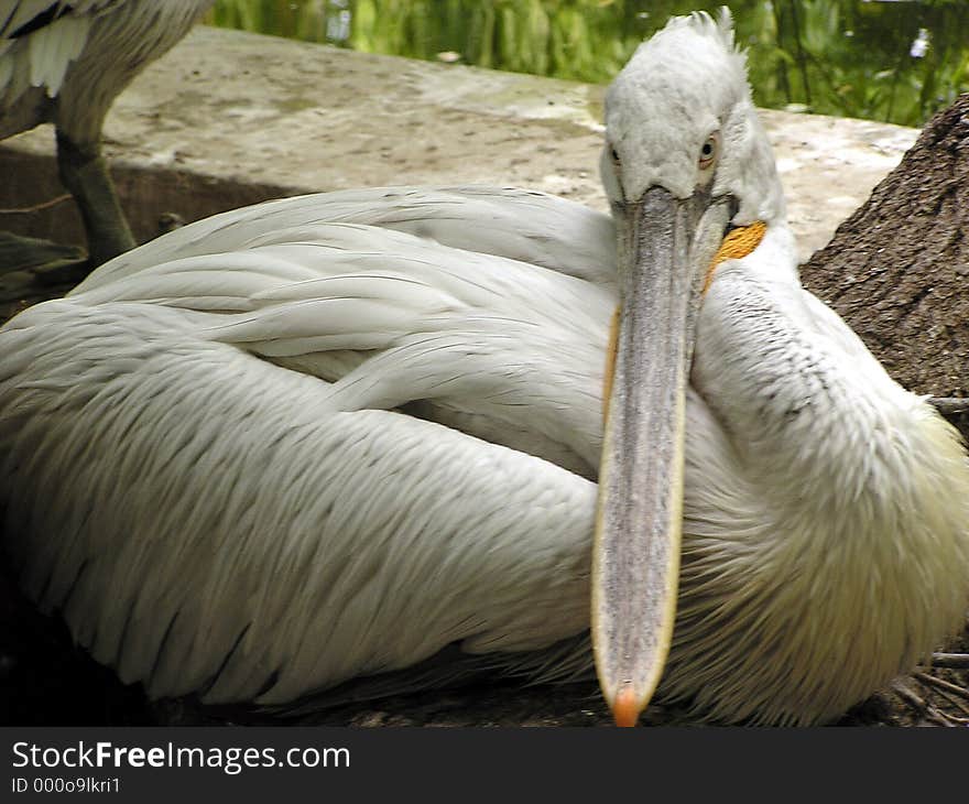 Pelican