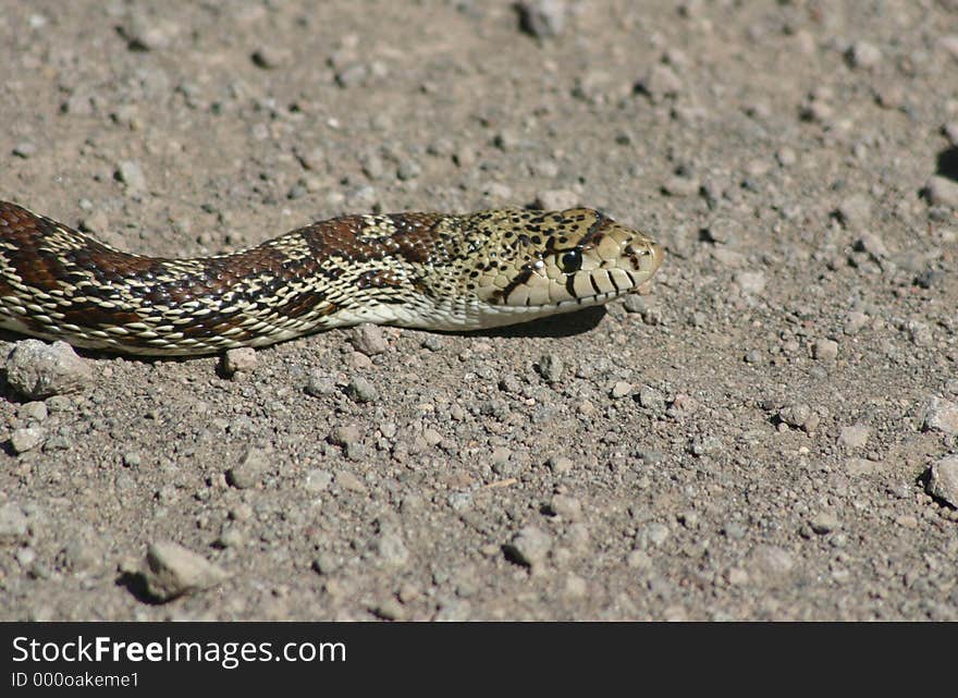 Bull Snake Head