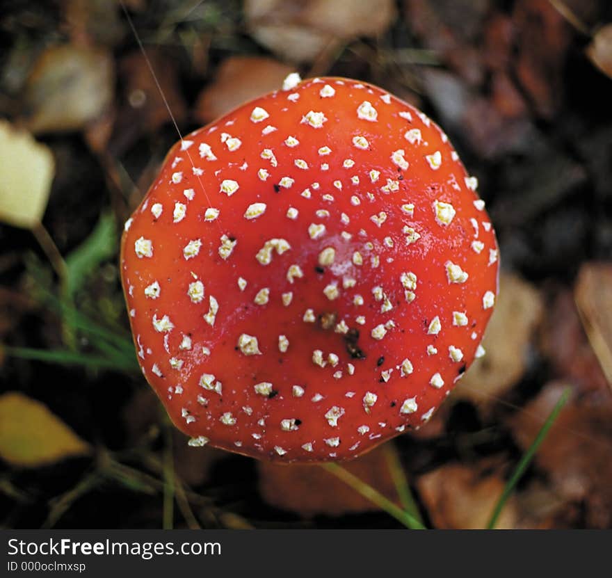 A large toadstool in a forest. A large toadstool in a forest