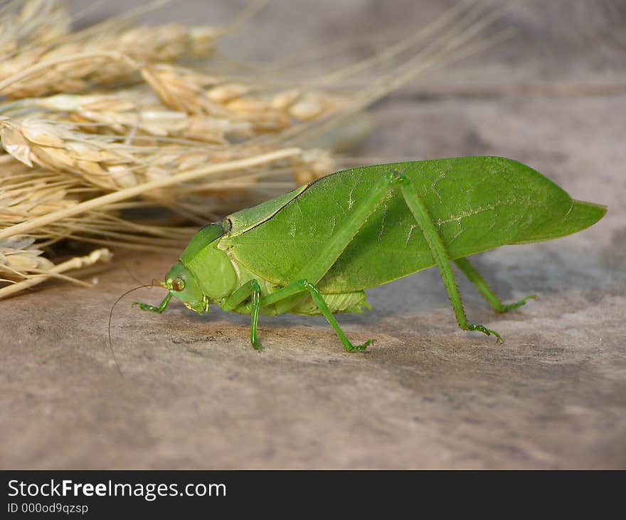 Saltamontes, insecto verde, green insect, amate paper, trigo, wheat, naturaleza. Saltamontes, insecto verde, green insect, amate paper, trigo, wheat, naturaleza