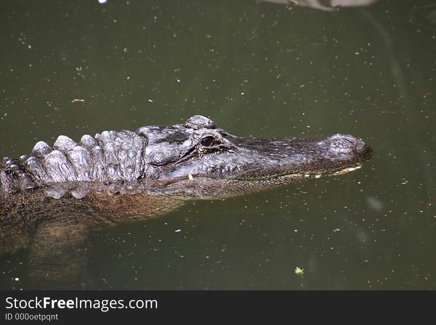 Gator Head