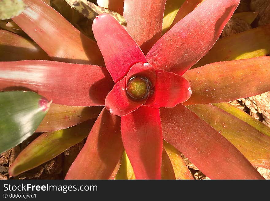 Red leaves