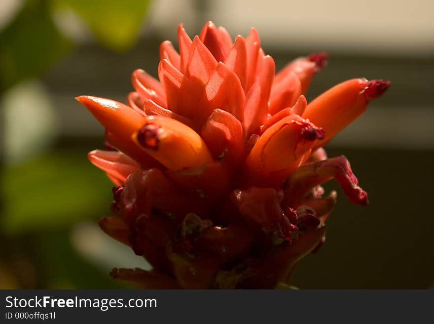 Red flower. Red flower