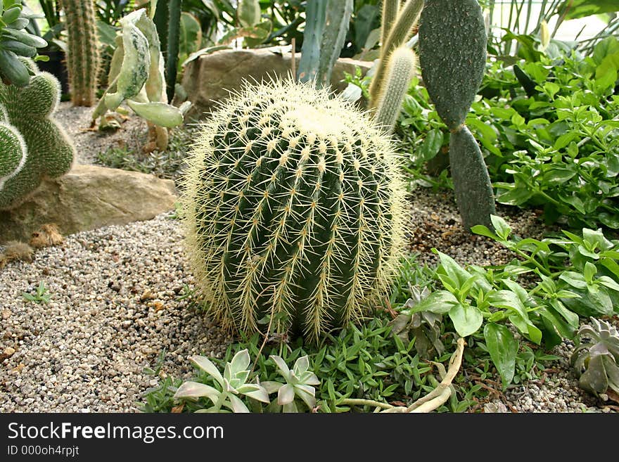 Various cacti. Various cacti