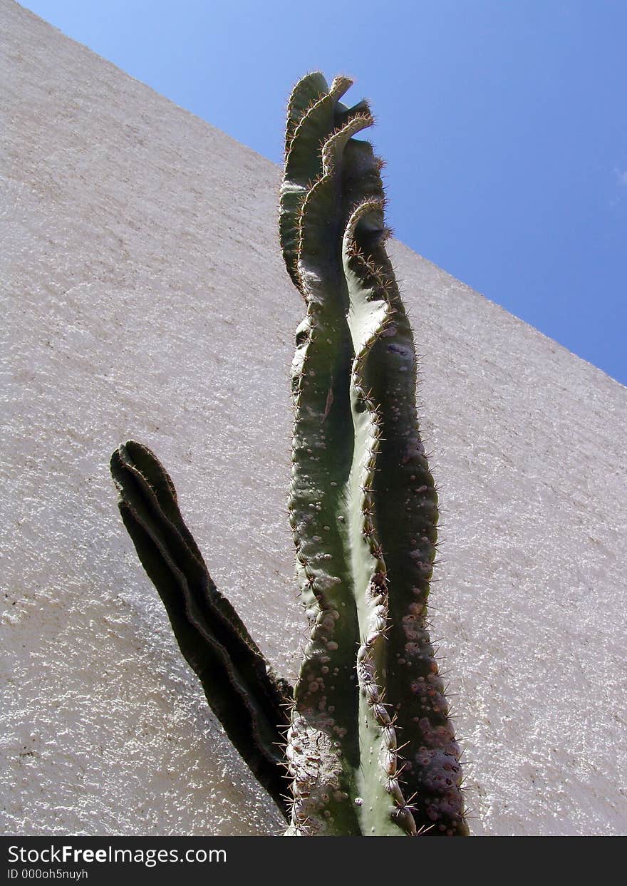 A cactus front of wall. A cactus front of wall