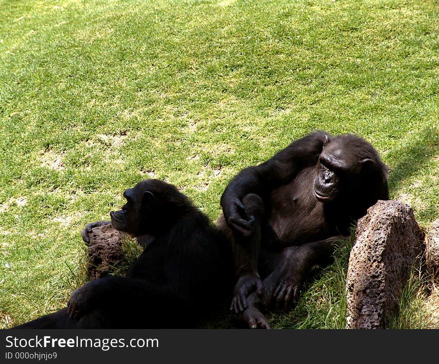 Lazy Ape Parque Zoologico de Leon Guanajuato Mexico